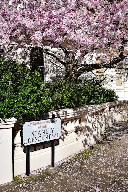 A street scene in Chelsea featuring a flowering cherry blossom tree with light pink and white blossoms in full bloom, its branches extending over a beige stone wall adorned with shadows cast by the tree. Below the tree, there are dense green shrubs with dark glossy leaves situated along the top of the wall. A white and black street sign marked 'Stanley Crescent W.11' is positioned in front of the wall, indicating the location within the Royal Borough of Kensington and Chelsea. The pavement is scattered with fallen petals from the blossoms, creating a delicate pink and white carpet. The scene is illuminated by natural daylight, highlighting the contrast between the vibrant floral display and the muted tones of the wall and pavement, with the overall setting suggesting a well-maintained residential or garden street in Chelsea. This serene, floral-rich environment aligns with the visual context of private or external waste collection in a historic London neighbourhood, where independent rubbish removal services might be employed to manage garden and household waste responsibly.